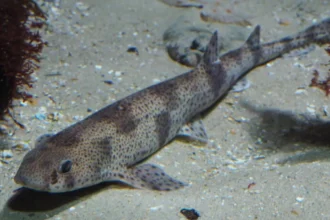 NGOs unite to combat the dangers of bottom trawling