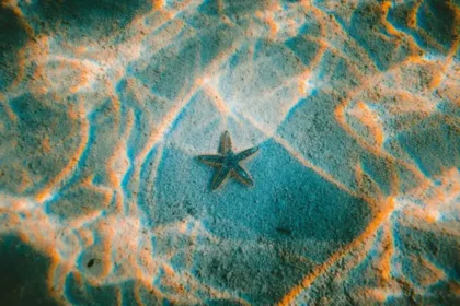 Global leaders to convene in France over UN-declared ocean emergency