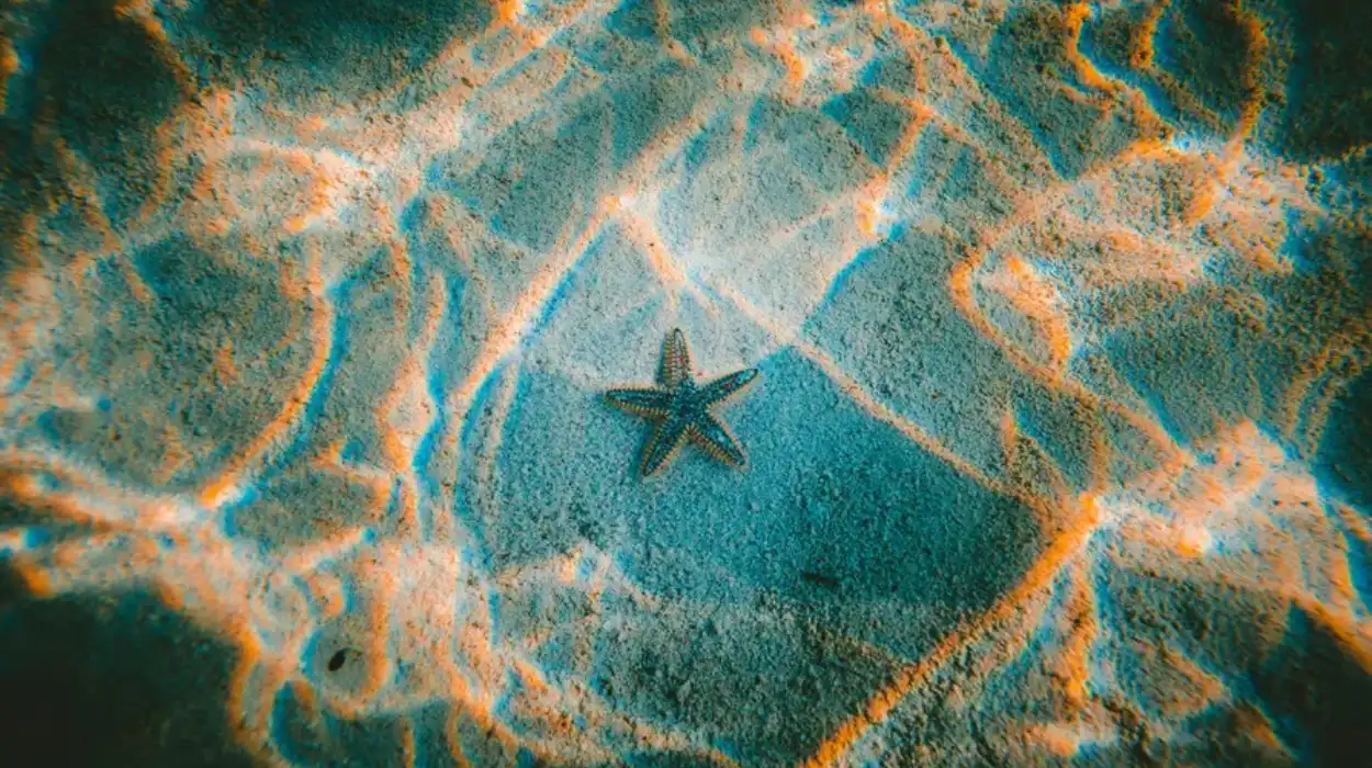 Global leaders to convene in France over UN-declared ocean emergency
