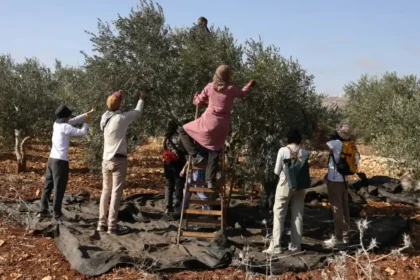 UN warns of skyrocketing Israeli settler violence disrupting Palestinian olive harvest
