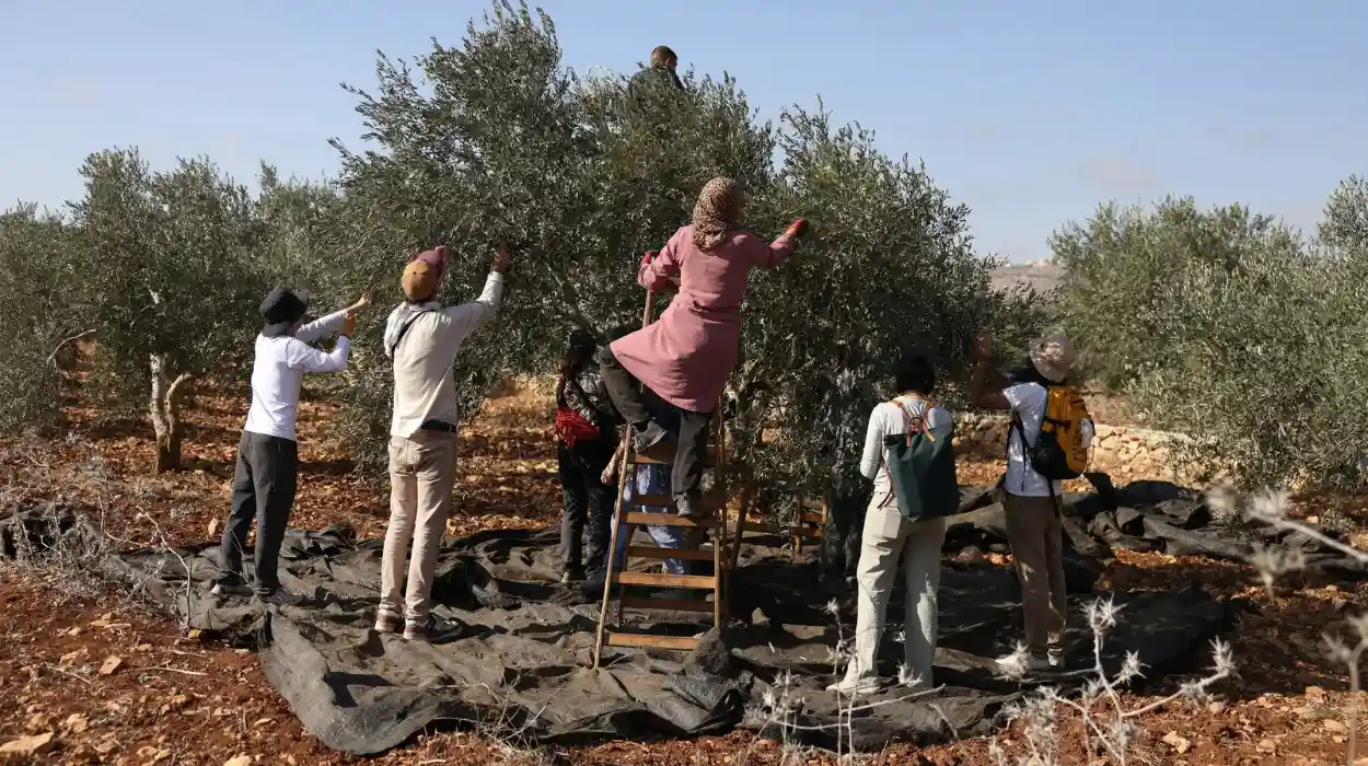 UN warns of skyrocketing Israeli settler violence disrupting Palestinian olive harvest